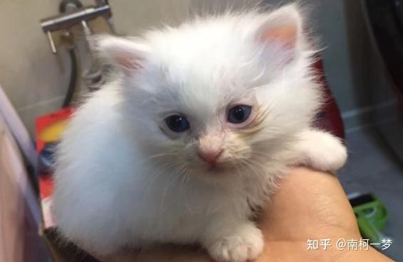 白毛蓝眼猫听力如何,容易得什么病?