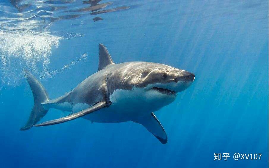 达尔文拉马克和现代进化综论对于平扁形鱼的嘴巴有什么不同的见解和
