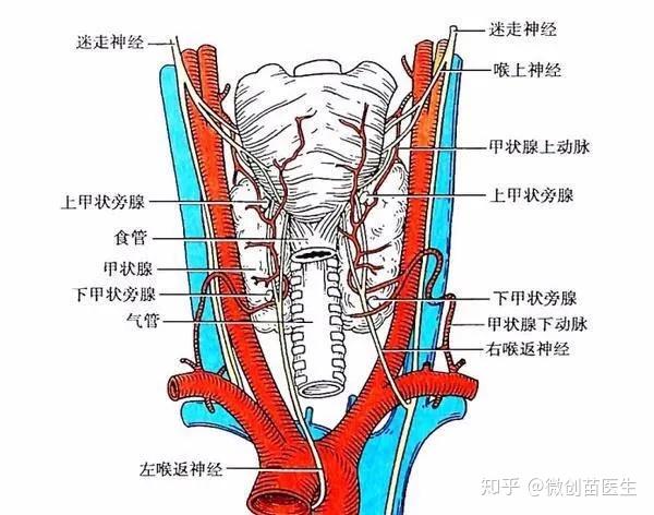 甲状腺结节消融是微创界的小手术吗 知乎