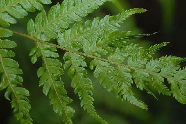 【地球生物全系列——植物篇】薄囊蕨纲—蕨目(一)