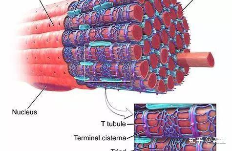 螺旋链与评估运动中的身体评估指南