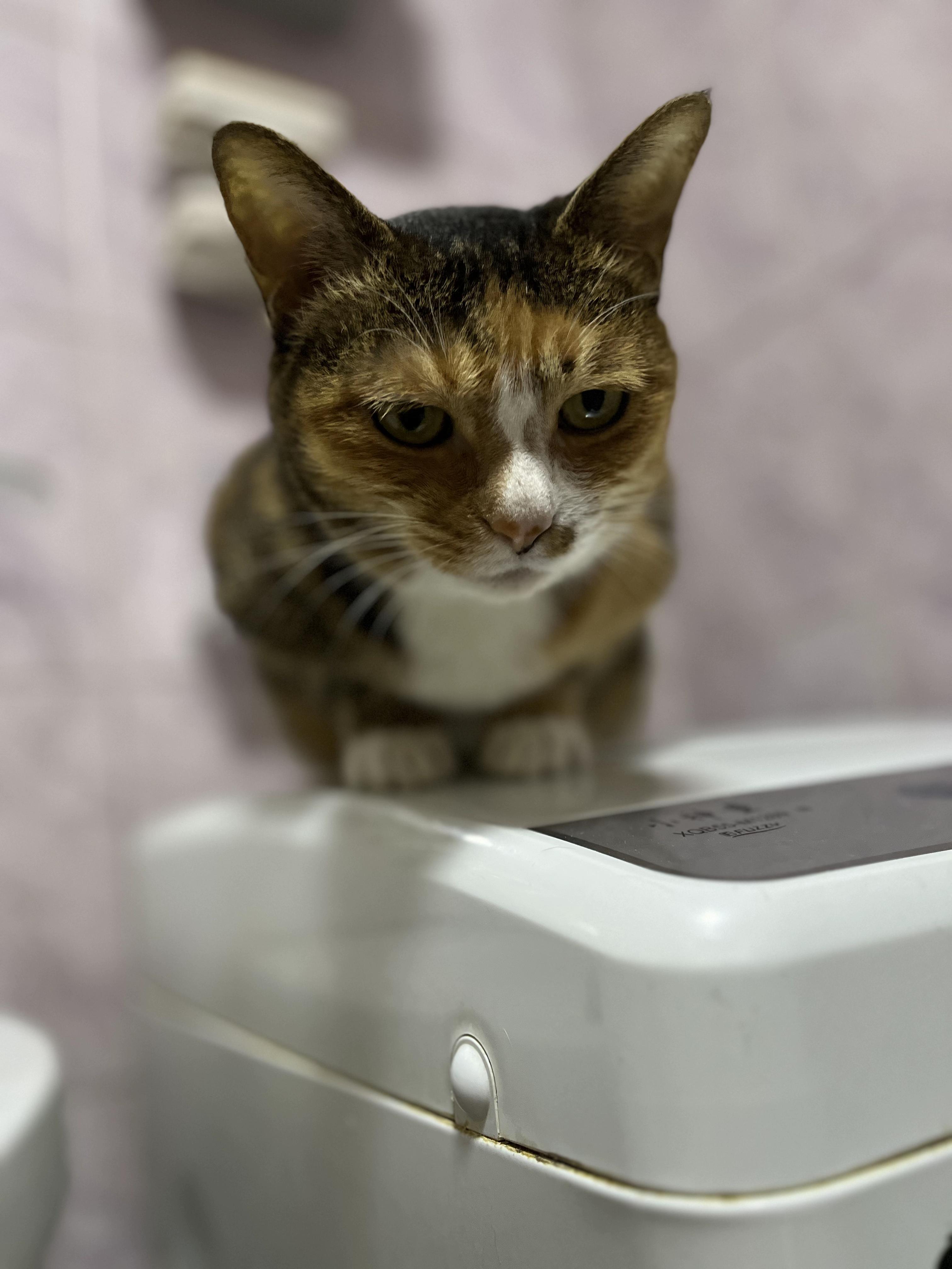 猫盯着你看的时候心里在想什么