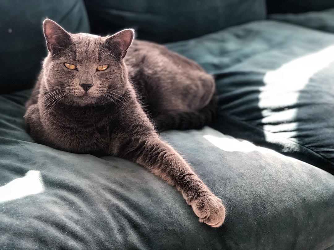 吸猫大会 夏尔特猫mrmgrey 知乎