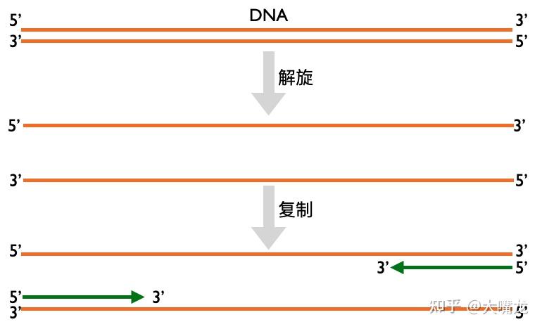 dna不連續複製的那條鏈為什麼不直接按照5到3的方式複製岡崎片段有沒