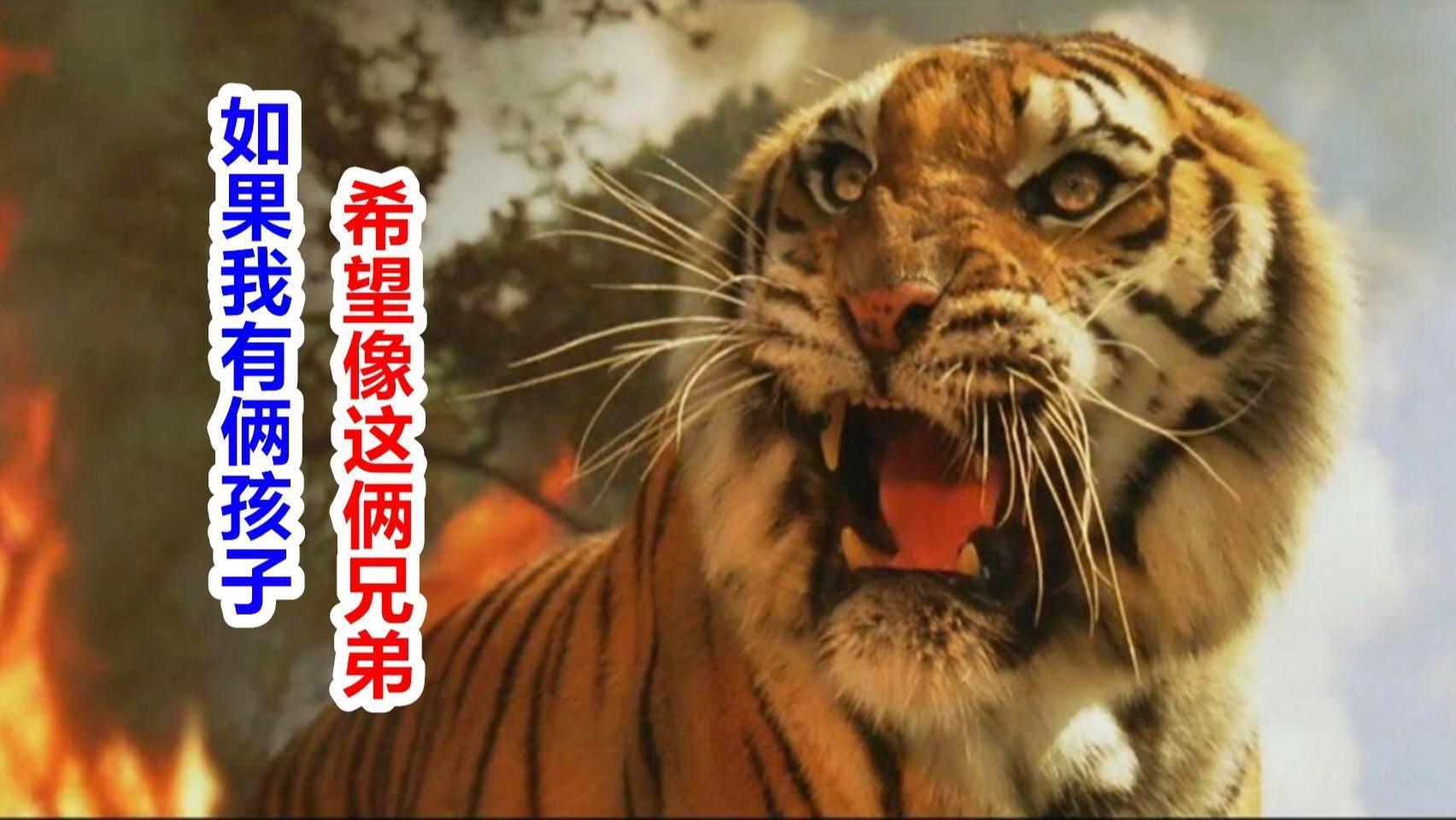 电影《虎兄虎弟》中有哪些令你印象深刻的片段?