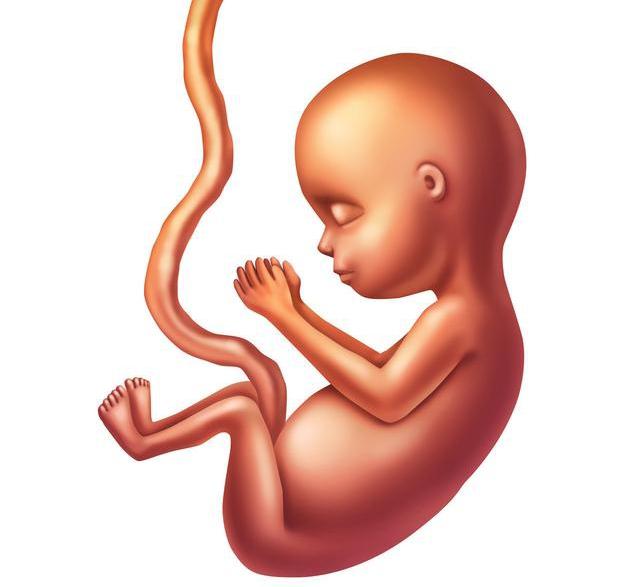 怀孕130天胎儿图像欣赏图片