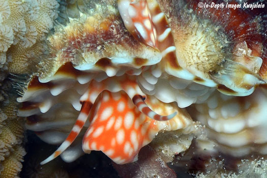 没一处壳正常的扭螺,是怎么长成个棘皮动物样的?