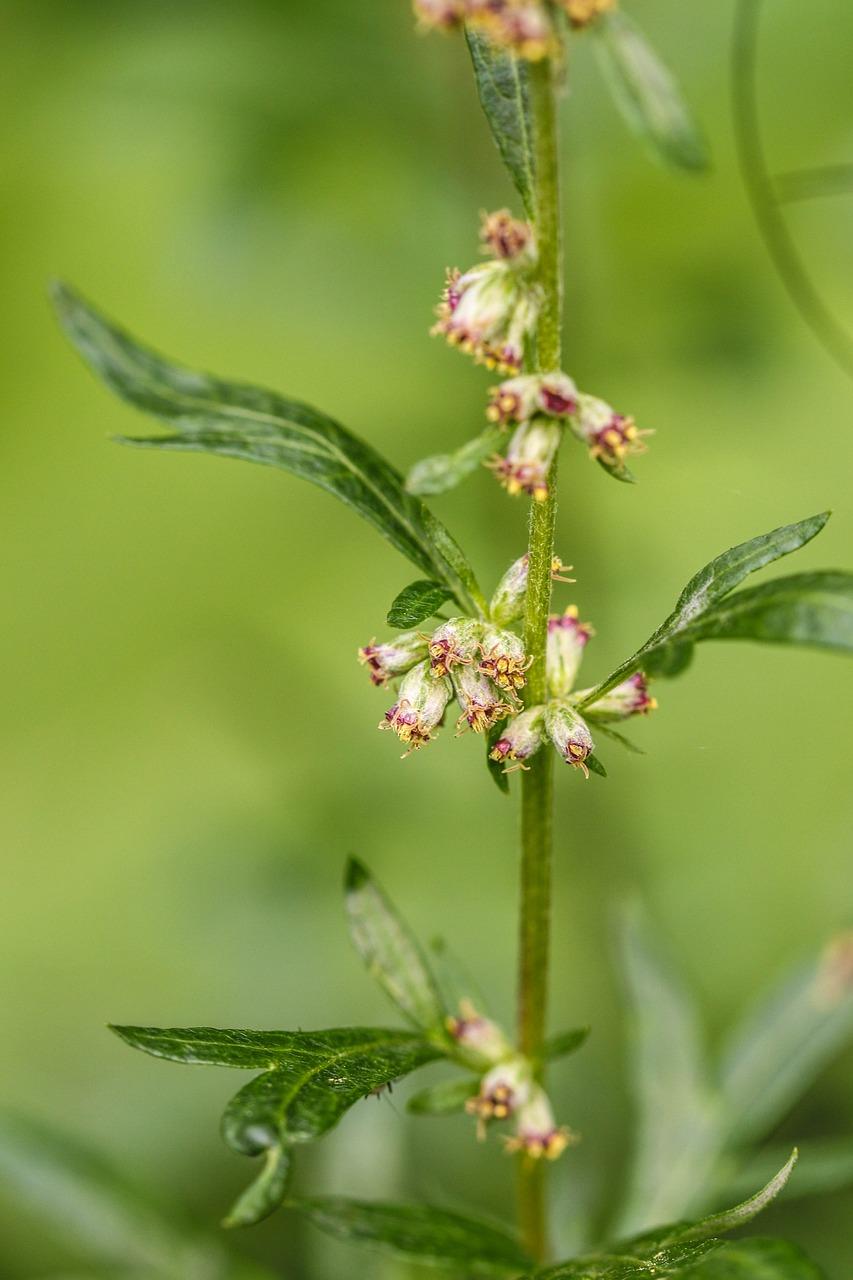 3. 花苗移栽方法