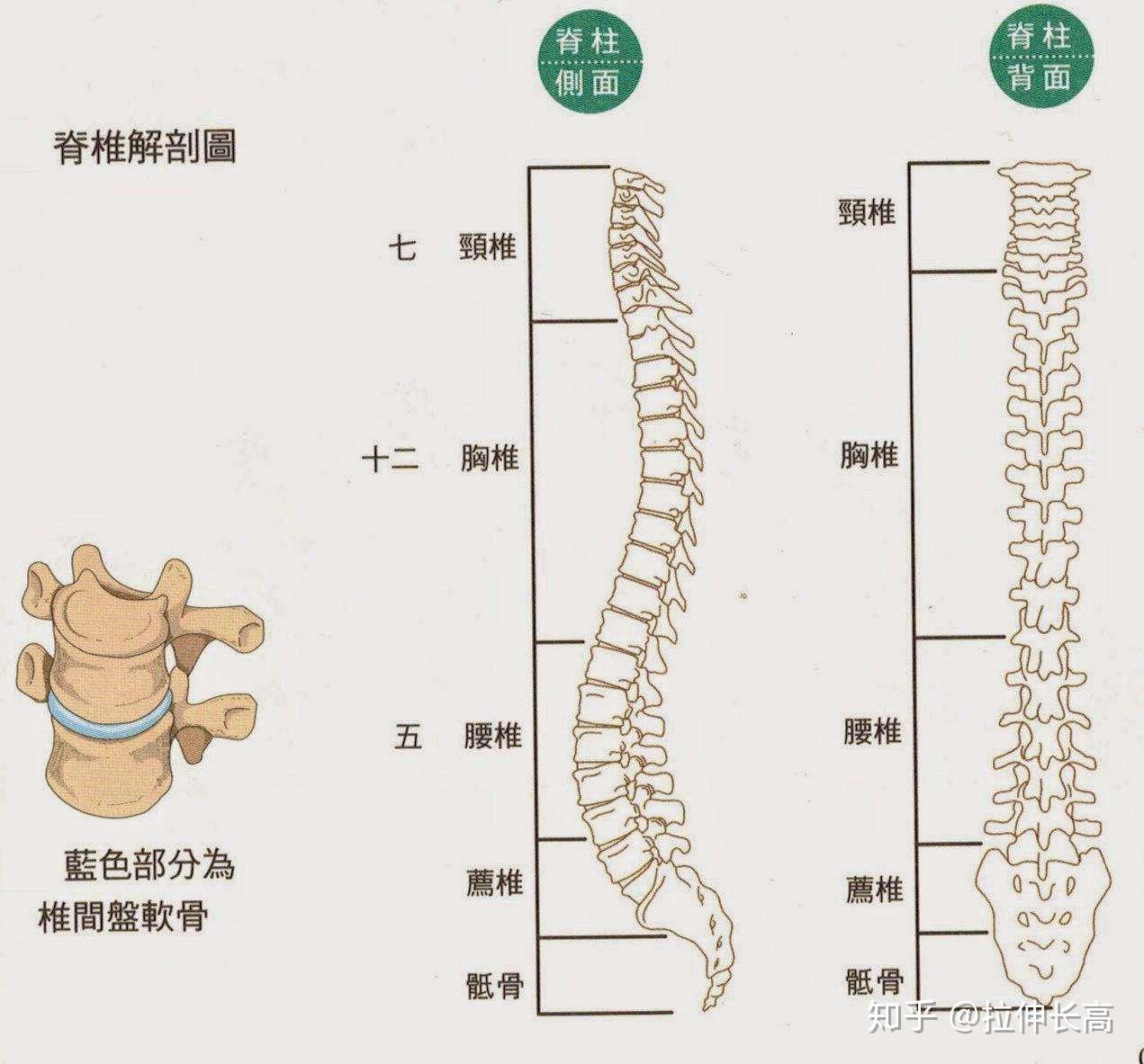 人龙骨——人体脊柱全息图(高清)_脊椎