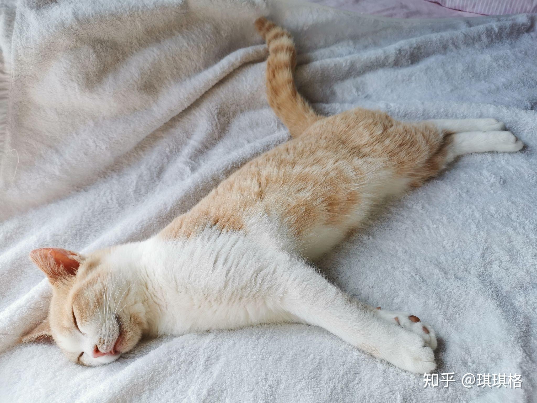 为什么猫咪会四肢朝天仰着睡觉? - 知乎