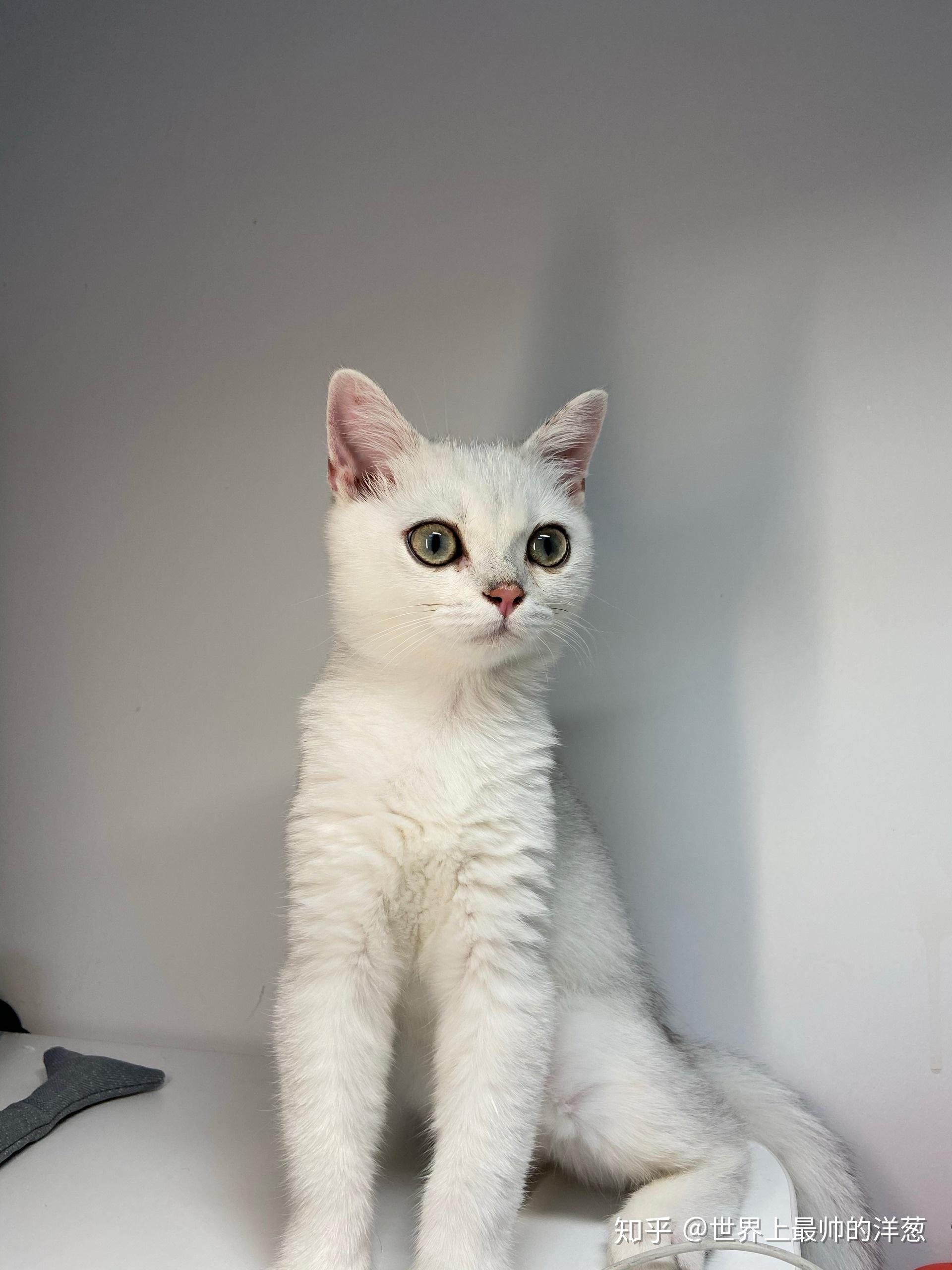 英短银渐层,养了四个月.这个品种正吗,感觉有点怪.