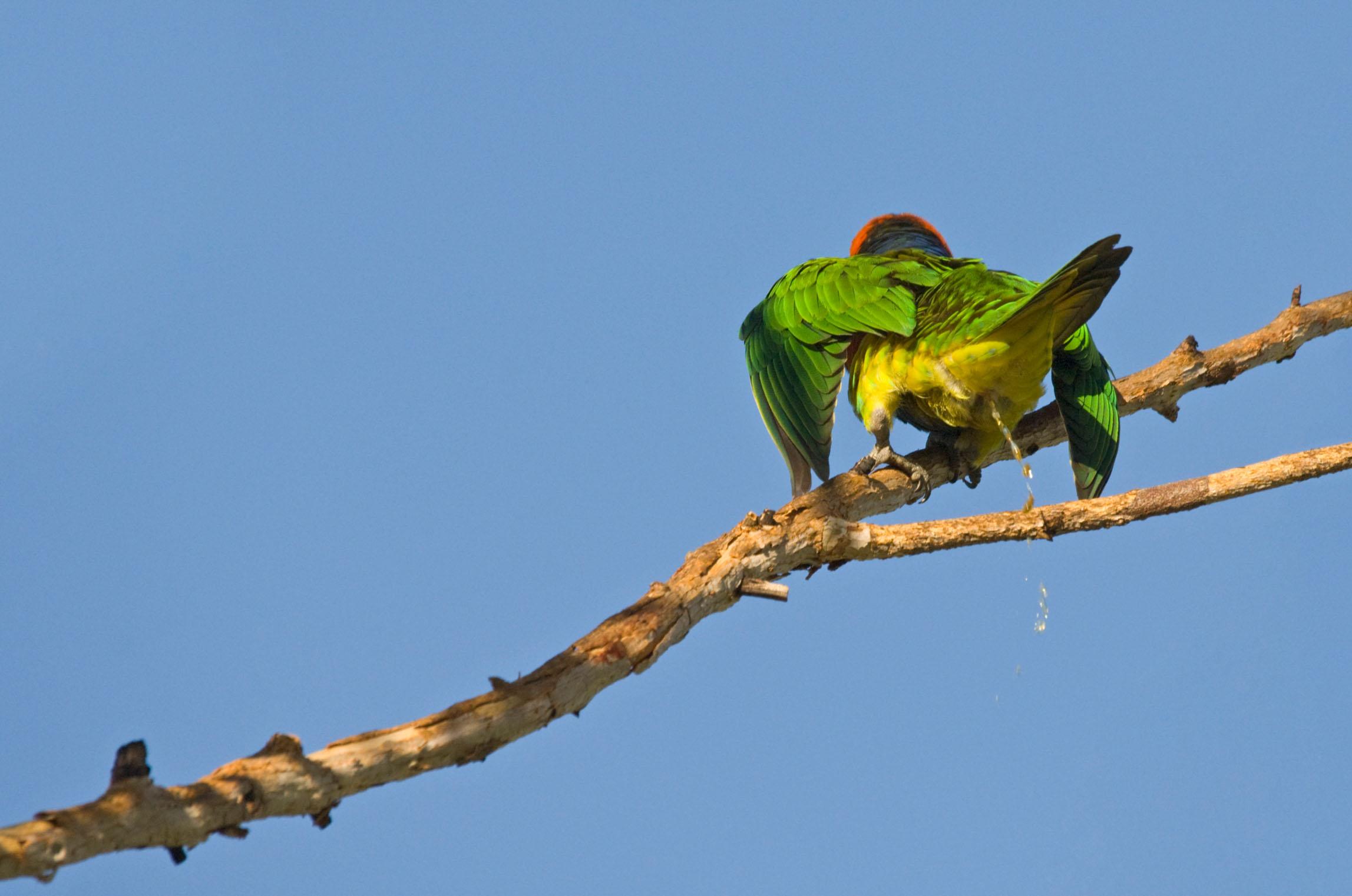 为什么鸟只在空中飞行的时候拉屎不在地上飞的时候拉