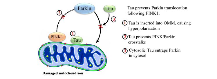 1,parkin介導的線粒體自噬和ad的關係