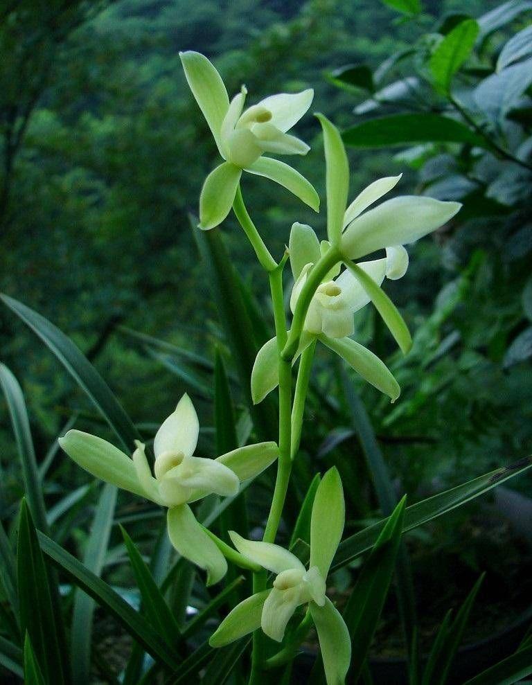 那些美得惊艳时光的古代花名一