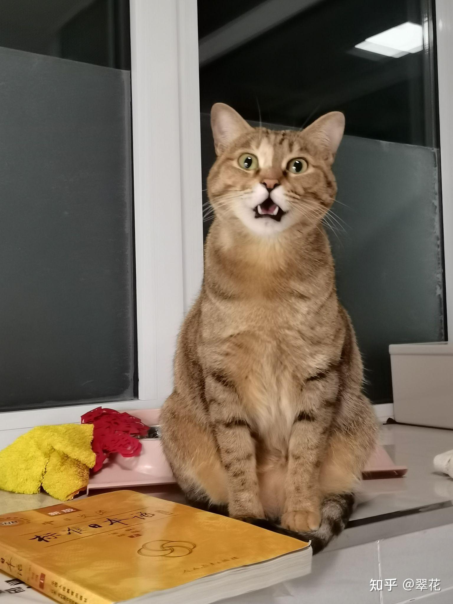 可以看看你们家的小猫咪吗