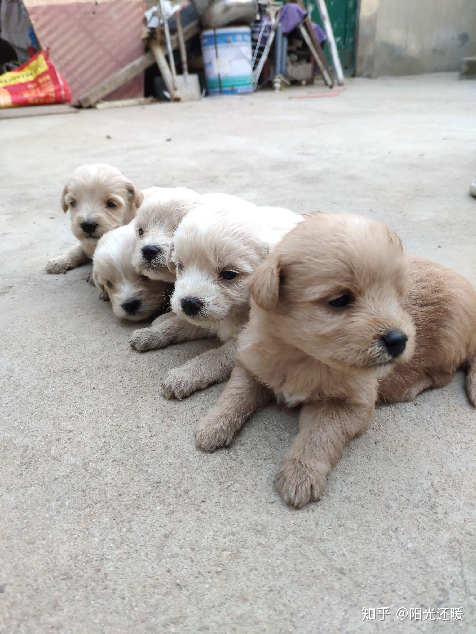 一只母泰迪和一只小土狗交配生出来的小狗是什么形态的