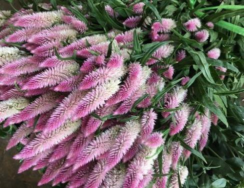 观赏草本凤尾鸡冠花——植物非试管高效快繁 - 知乎