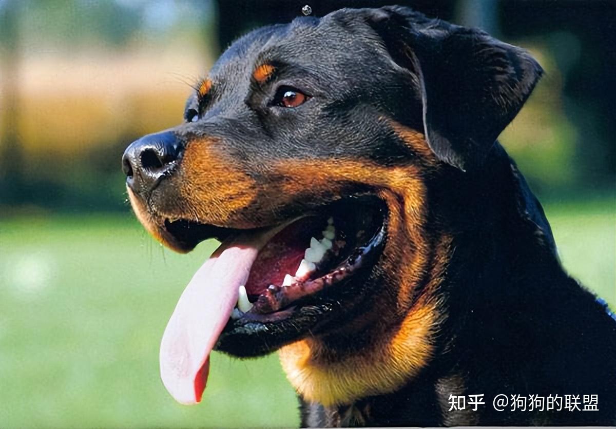 罗威纳犬小狗肖像 免费图片 - Public Domain Pictures