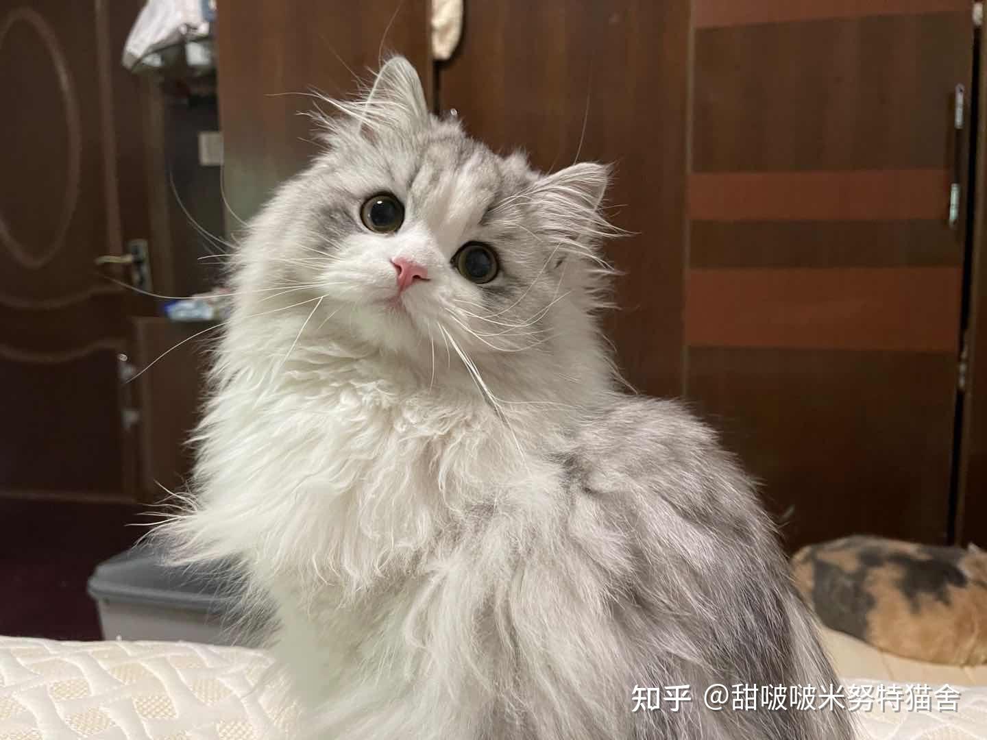 三花曼基康配金吉拉生出的猫猫什么样? - 知乎