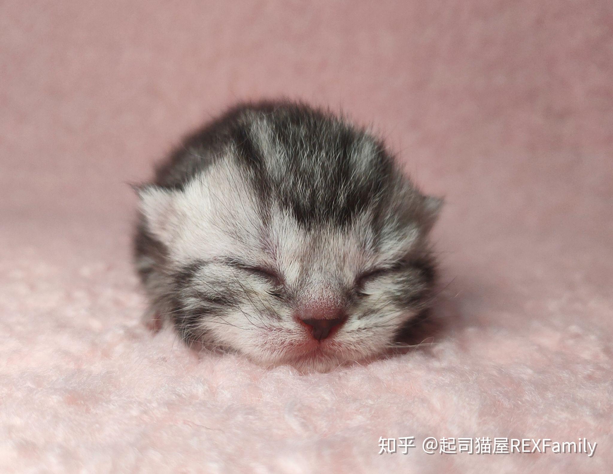 五月一号出生  照片四号拍的  同时还拍了两只出生半天的缅因.