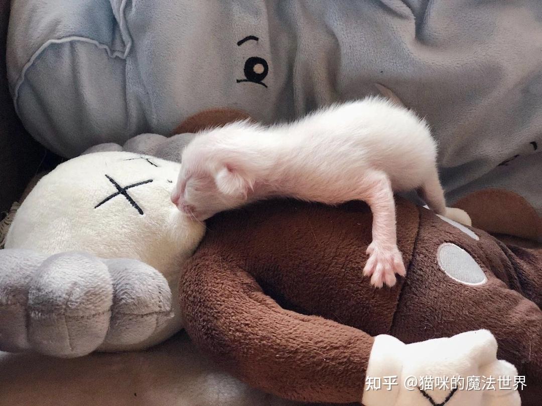 猫咪品种大盘点6:巴厘猫