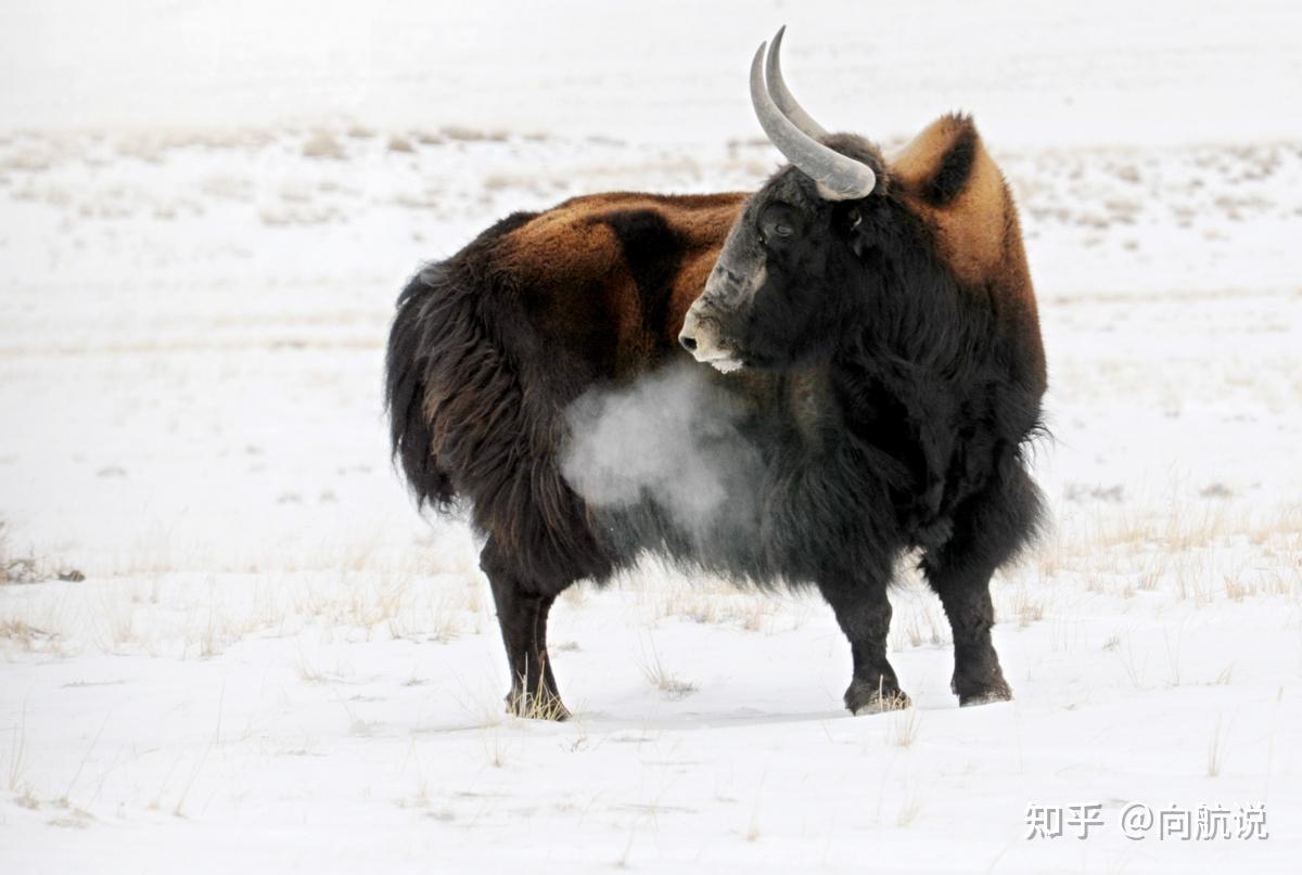 犛牛被認為是世界上體型最大且最珍稀的野生牛科動物之一,生活在惡劣