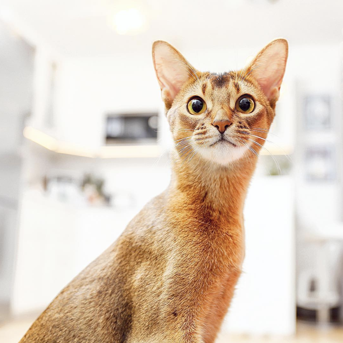 吸猫大会:阿比西尼亚猫khaleesi - 知乎