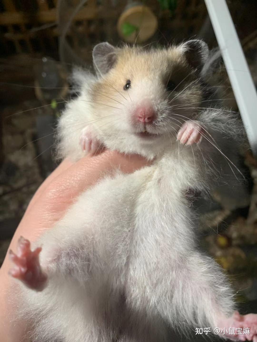 已订完济南长毛金丝熊宝宝待领养feb212021