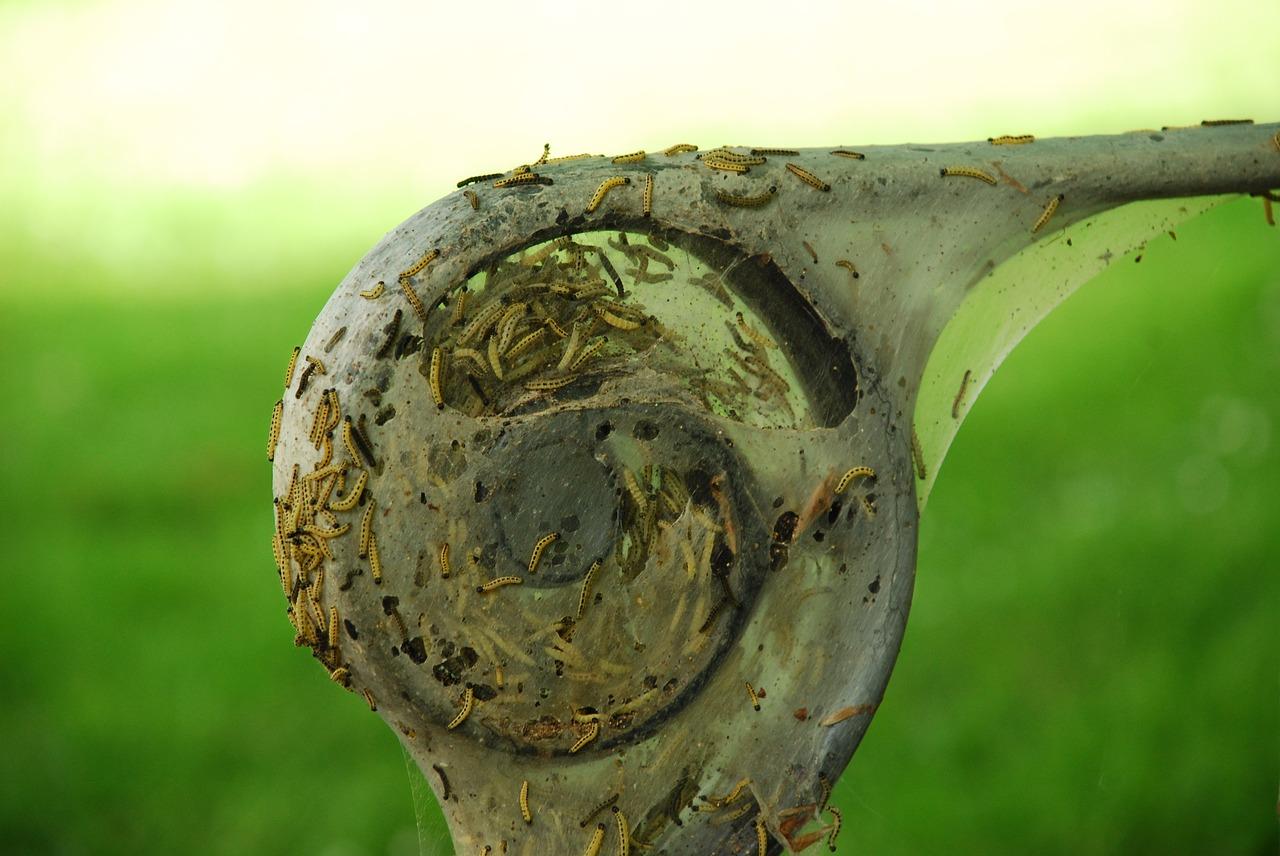 4. 居家除虫妙招