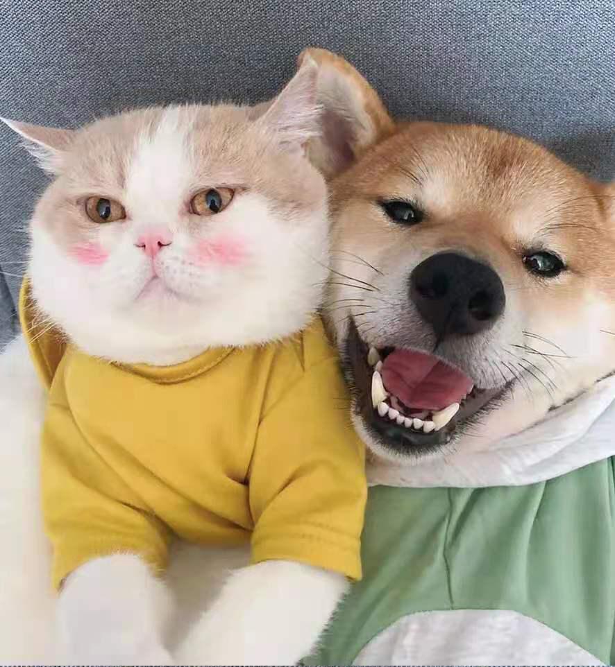 有哪些好看的猫头像