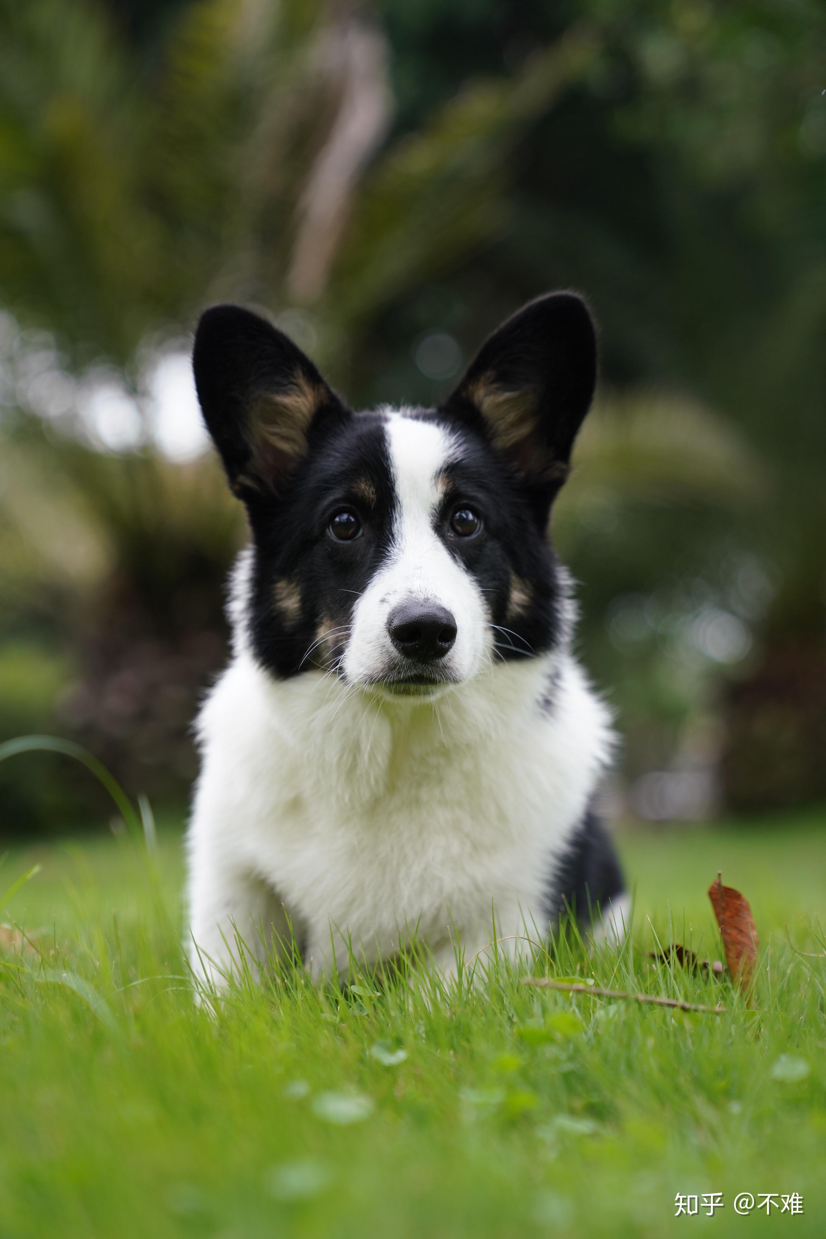 柯基,有黑白色的吗? - 知乎