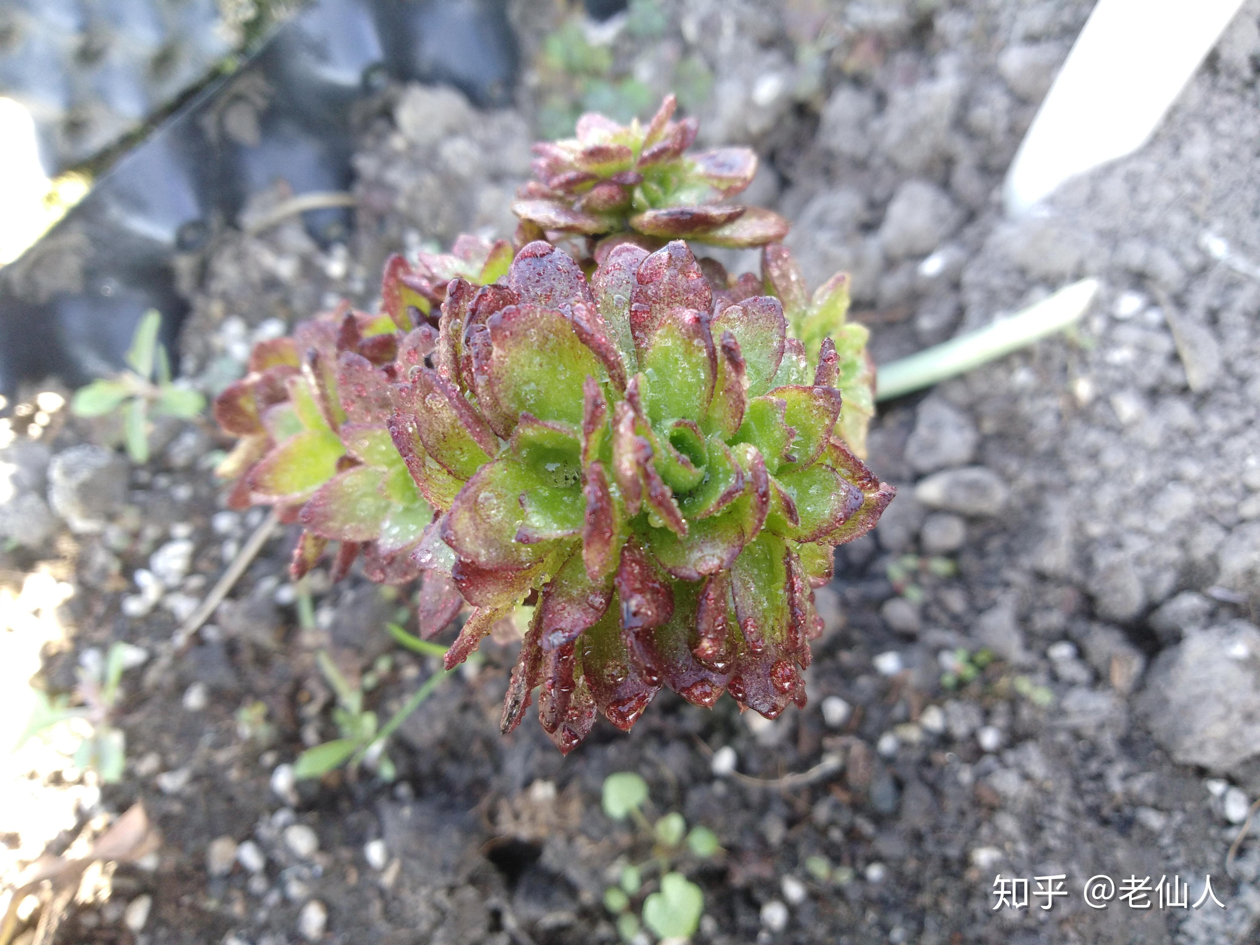 多肉缀化是怎么形成的? - 知乎