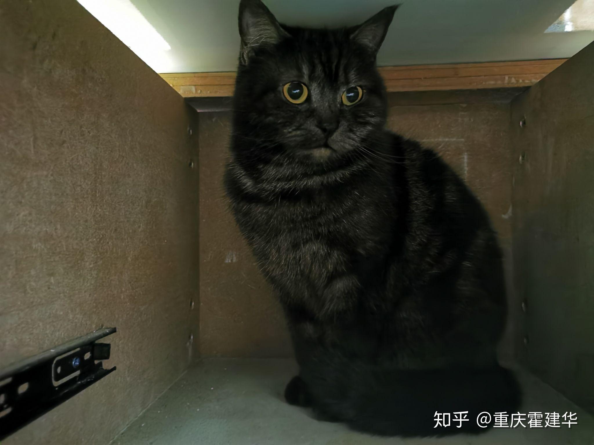 请问黑灰条纹的美短长大后会变成什么样会不会变成图三