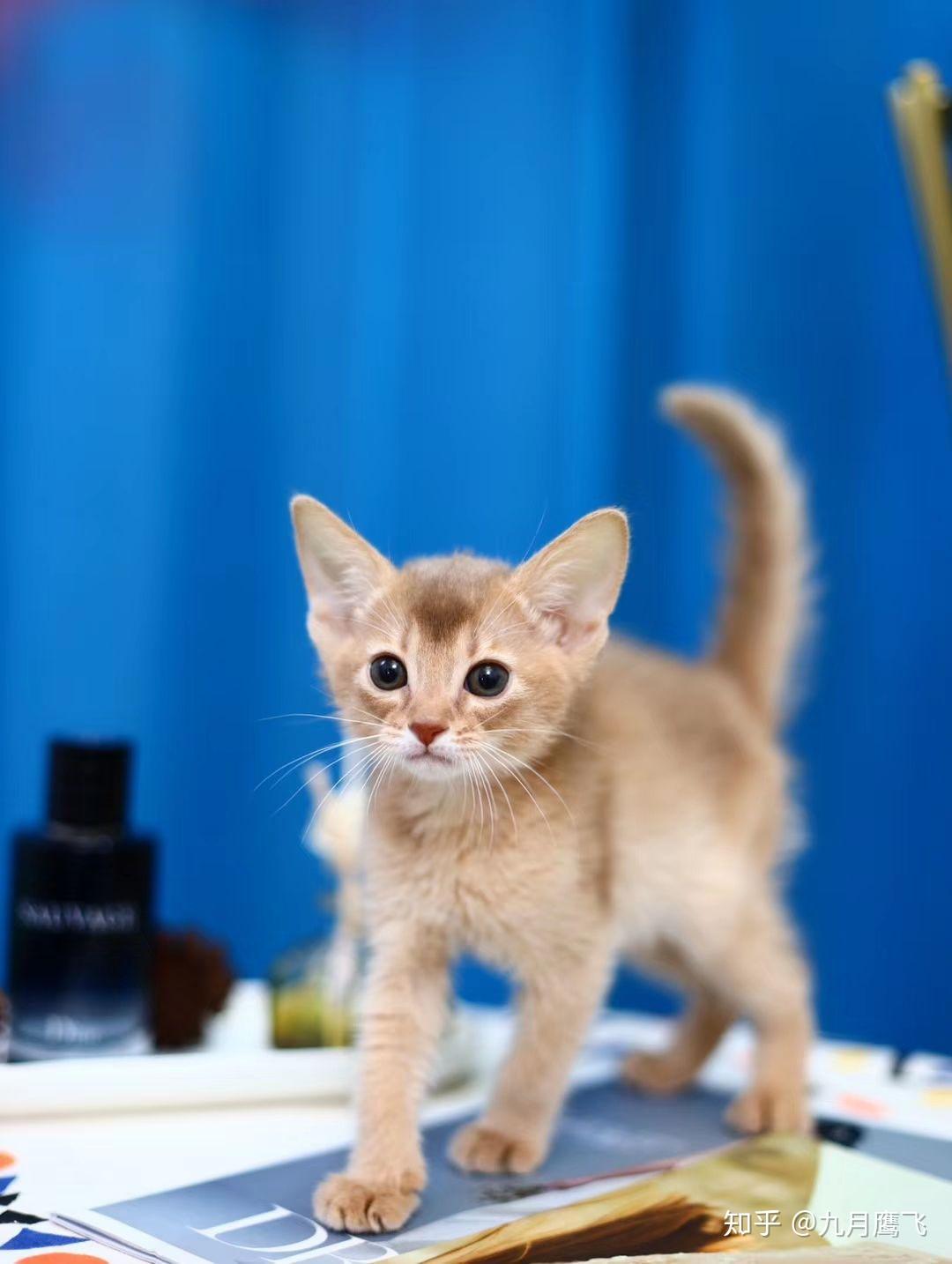 求推荐一些靠谱的阿比西尼亚猫舍