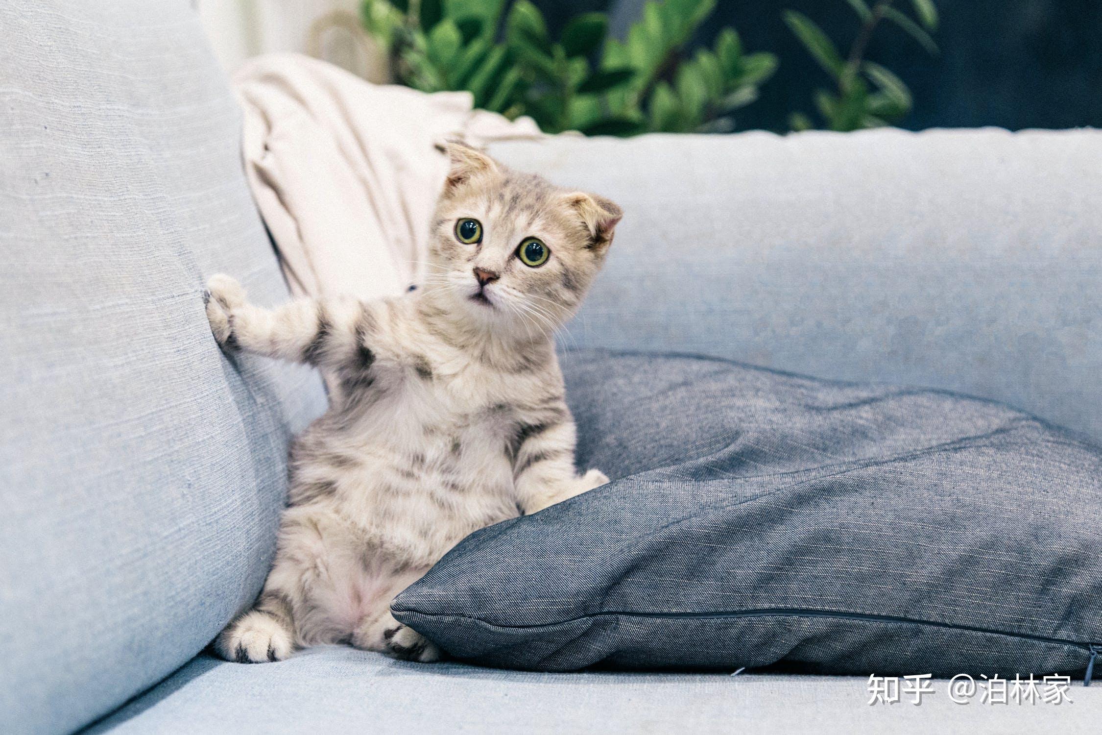 你们是怎么防止猫咪抓沙发的?