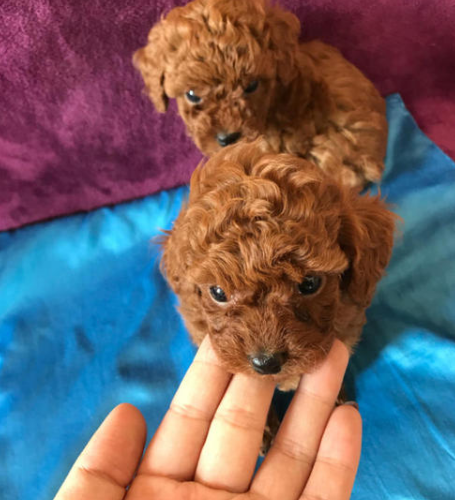 买泰迪犬,一定要避开这4个"缺陷",因为不纯