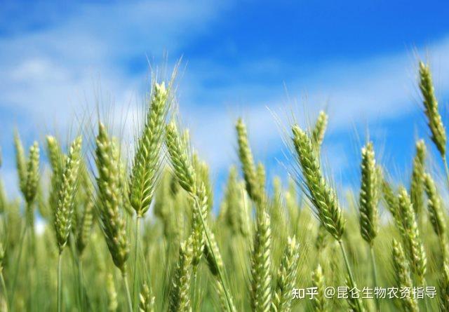 小麦纹枯病怎么防治药肥防控小麦纹枯病什么时候好