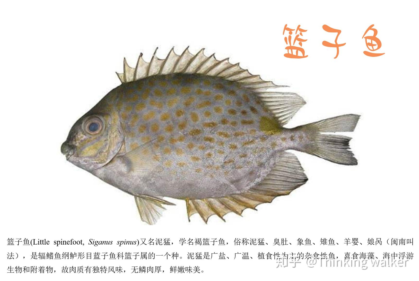 我国常见海水鱼类养殖现状和营养需求三