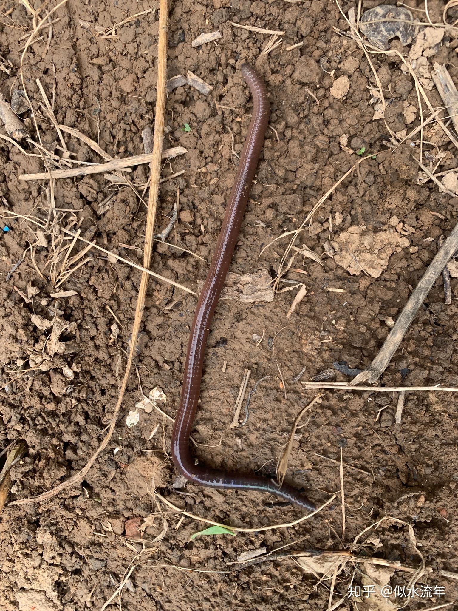 这种蚯蚓怎么这么大是什么品种
