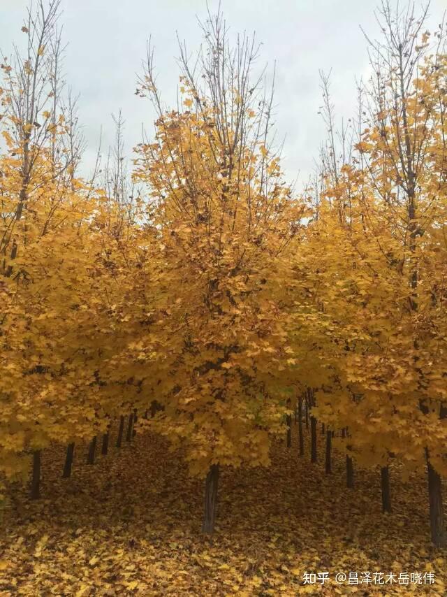 挪威槭狄波拉的优势是什么?凭什么成为明星彩叶树品种