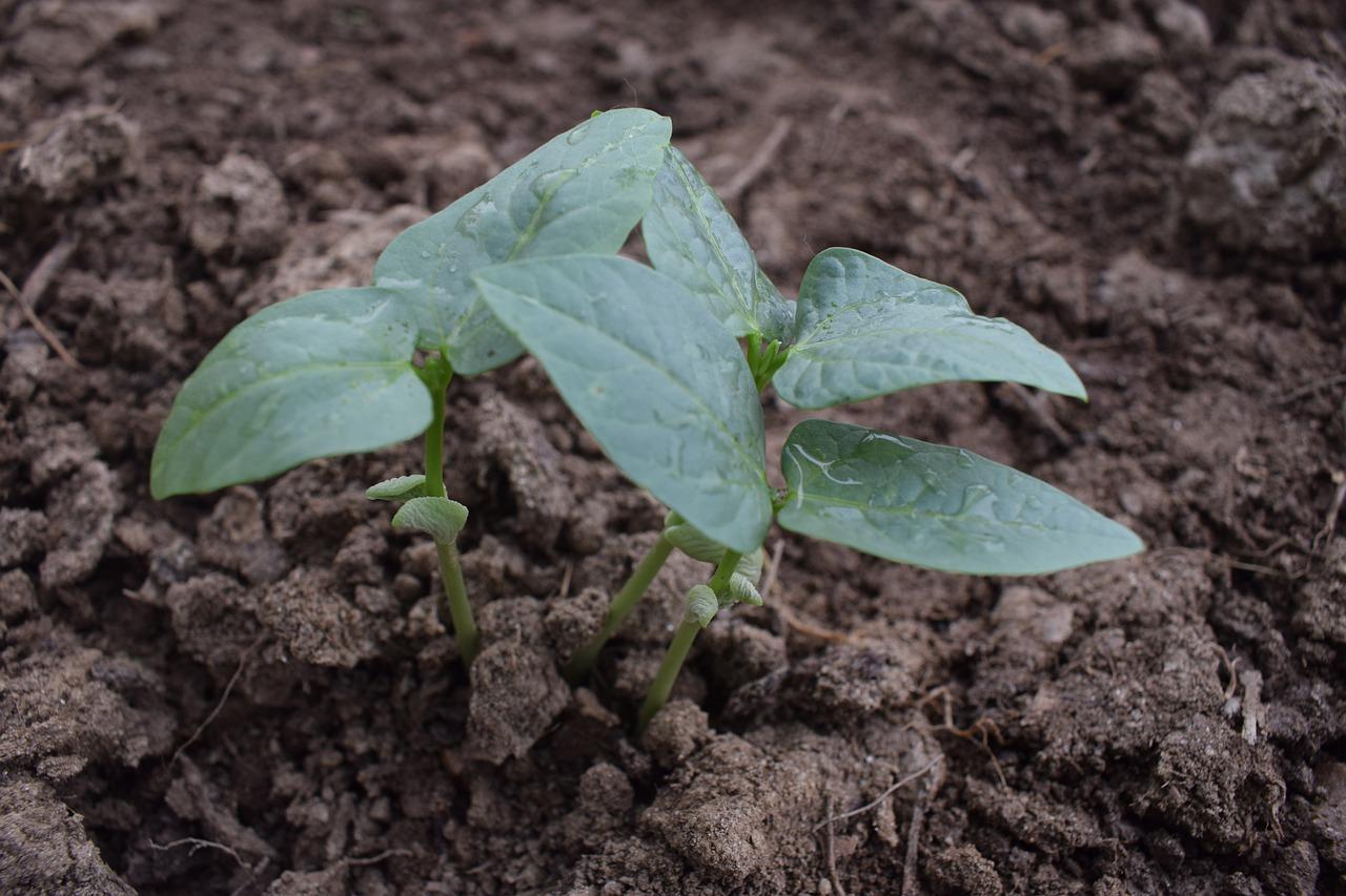 小种子变大菜的奇妙旅程