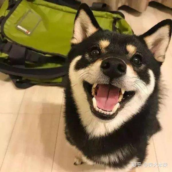 如何辨别黑色柴犬? - 知乎