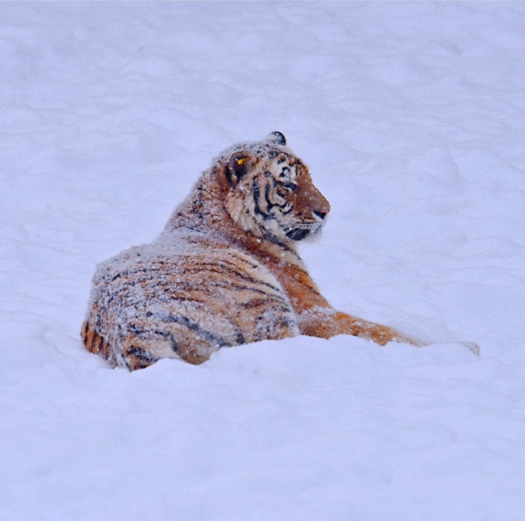 雪地卧虎