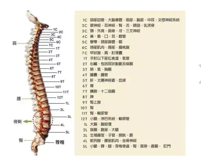 脊髓节段对应关系表图片