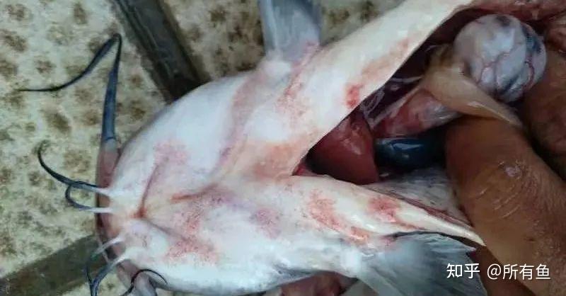 错的,定期的调水改底,保持良好的水环境,水环境好了,鱼塘中的病菌数量