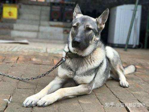 建议你养“狼青犬”是有原因的,养了就不想换狗! - 知乎