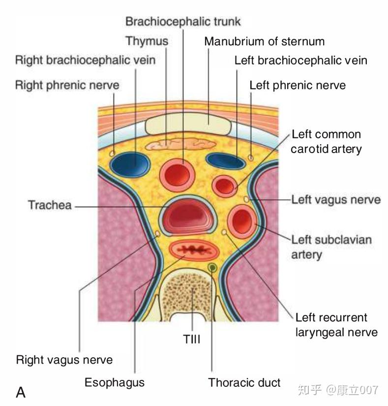 成人的胸腺的位置具体到对应着哪些骨性标志器官等等