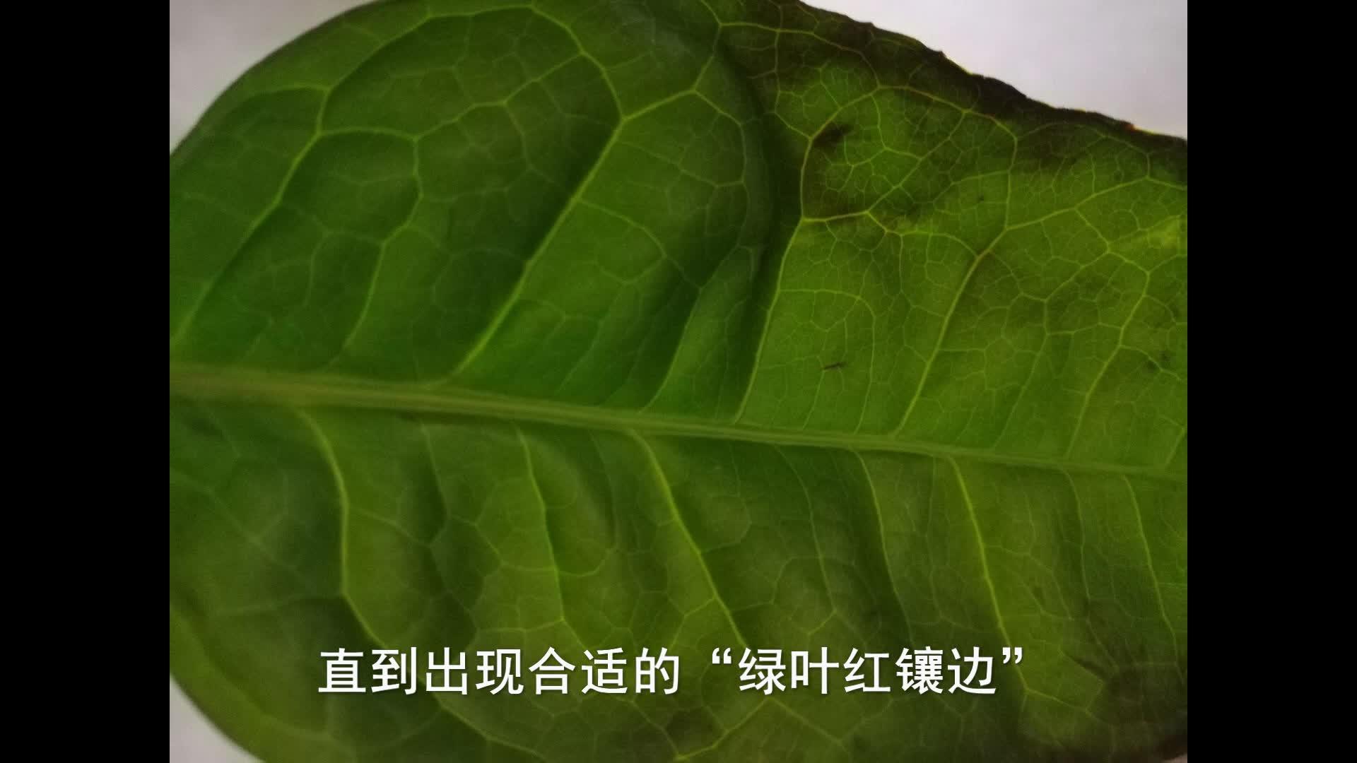 v2-e160f28633d9e574a8e21b26e0b5fefc.jpg