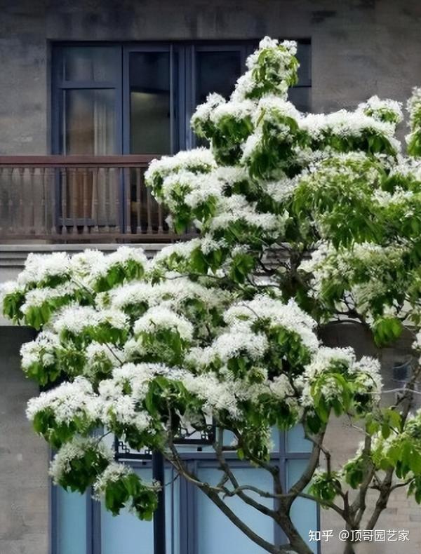 5种春季开花树木,种上几株在花园里,春天将不再遗憾 - 知乎