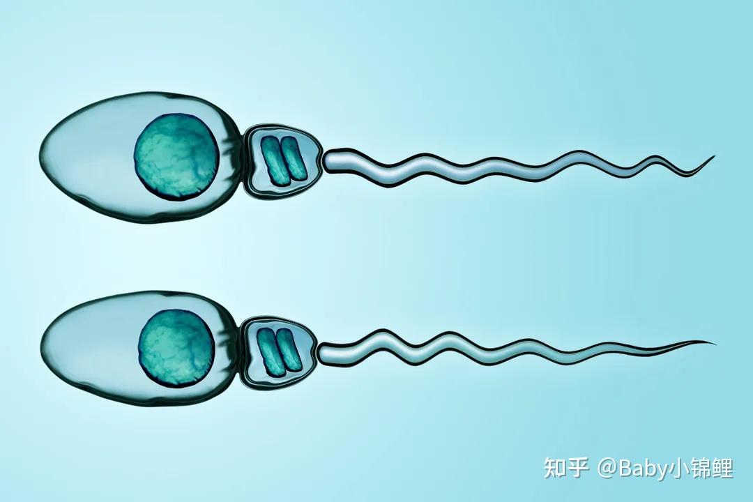 那么受精,着床和流产等影响妊娠的风险几率会提高很多,所以精子核dna